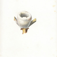 Nid d'oiseau mouche