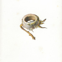 Nid d'oiseau mouche