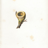 Nid d'oiseau mouche