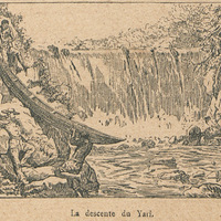 La forêt vierge en Guyane