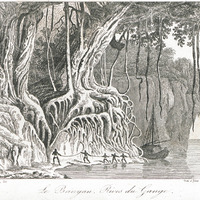 Le Banyan. Rives du Gange