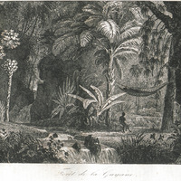 Forêt de la Guyane
