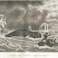 Pêche de la Baleine : harponnement