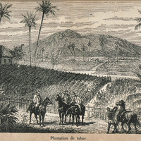 Plantation de tabac