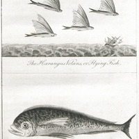 The harangus Volans, or flying fish. The Dorado, or Dolphin of the Moderns.