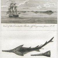 View of the Constable Rocks, off Cayenne, from N.E.. The Saw Fish, & part of the Head reversed.