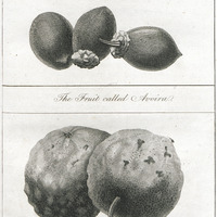 The fruit called Avoira. The Shaddock Apple.