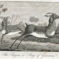 Female Quadroon slave of Surinam.