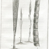The Sugar Cane, in its four different Stages