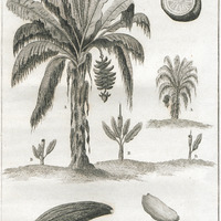 The Plantain Tree, and the Banana