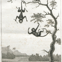 The quato and saccawinkee monkeys.