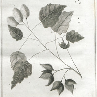 Sprig of the Arnotta, or Roucon Tree.