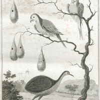 The anamoe and green parrots of Guiana.
