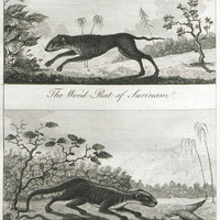 The wood rat of Surinam. The crabbodago, or grifson.