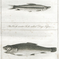 The fresh water fish called Dago fifsee. The rock cod, or Newmara.