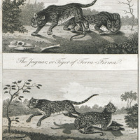The jagnar, or tiger terra-firmal. The tiger-cat of Surinam.
