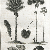 The mountain-cabbaye and maureecee tree.