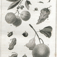Limes, capsicum, mammy apple.