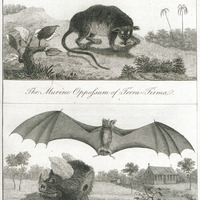 The murine oppossum of terra-firma. The vampire or spectre of Guiana.