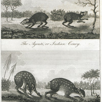 The agouti, or indian coney. The paca, or spotted cavey.