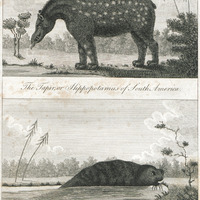 The tapir, or hippopotamus of South America. The manati, or seacow of Guiana.