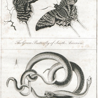 Green butterfly and rattle snake