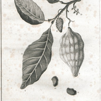 Sprig of the cacao tree.