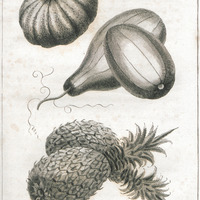 Mulk and water melons, and pine apple.