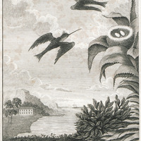 The humming bird, with tits neft.