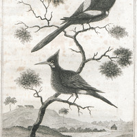 The yellow woodpecker and wood-louse fowl.