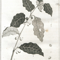 Plan of a regular coffee plantation