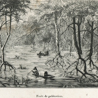 Forêt de palétuviers