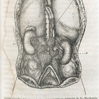 [Lymphatiques rénaux]