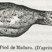 Fig. 9. — Pied de Madura. (D'après T. Fox).
