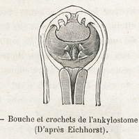 Fig. 15. — Bouche et crochets de l'ankylostome duodénal. (D'après Eichhorst).