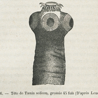 Fig. 16. — Tête de Tænia solium, grossie 45 fois (D'après Leuckart).