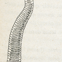 Fig. 17. — Tænia nana, grossie 18 fois (D'après Leuckart).