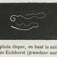 Fig. 18. — Trichocéphale dispar, en haut le mâle, en bas la femelle. D'après Eichhorst (grandeur…