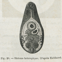 Fig. 20 — Distoma heterophyes. D'après Eichhorst.