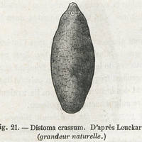 Fig. 21. — Distoma crassum. D'après Leuckart. (grandeur naturelle.)
