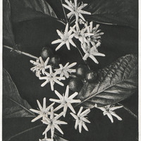 Fleurs et fruits du caféier de Libéria : coffea liberica.