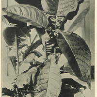 A tobacco plant