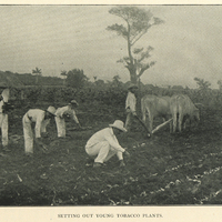Setting out tobacco plants