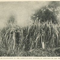 Sugar plantation in the agricultural station of Santiago de las Vegas