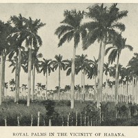 Royal palms in the vicinity of Habana