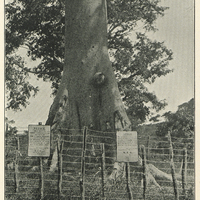 The surrender tree near San Juan Hill