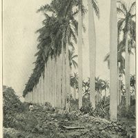 An avenue of royal palms, Matanzas
