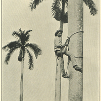 Climbing the royal palm