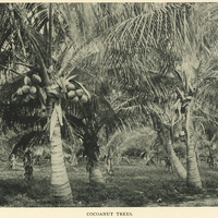 Cocoanut trees