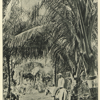 A cocoa grove